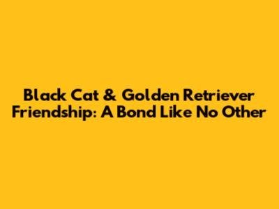 Black Cat & Golden Retriever Friendship: A Bond Like No Other