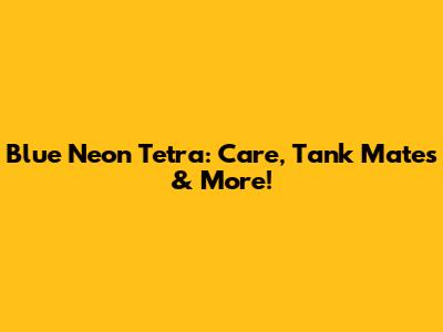 Blue Neon Tetra: Care, Tank Mates & More!