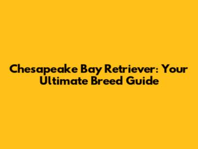 Chesapeake Bay Retriever: Your Ultimate Breed Guide