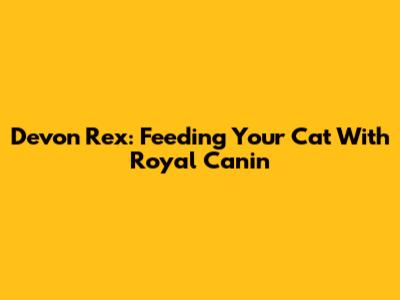 Devon Rex: Feeding Your Cat With Royal Canin