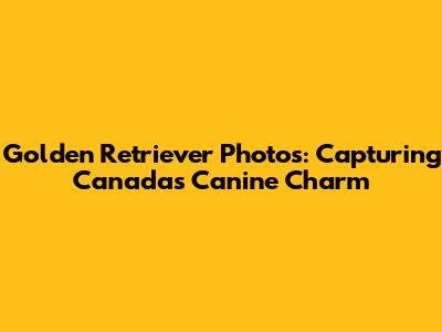 Golden Retriever Photos: Capturing Canada's Canine Charm