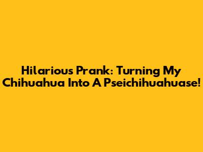 Hilarious Prank: Turning My Chihuahua Into A 'Pseichihuahuase'!
