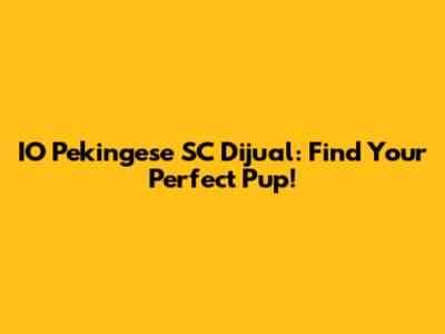 IO Pekingese SC Dijual: Find Your Perfect Pup!