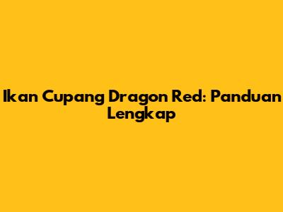 Ikan Cupang Dragon Red: Panduan Lengkap