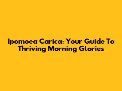 Ipomoea Carica: Your Guide To Thriving Morning Glories
