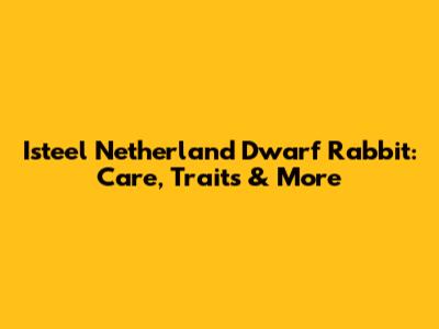 Isteel Netherland Dwarf Rabbit: Care, Traits & More