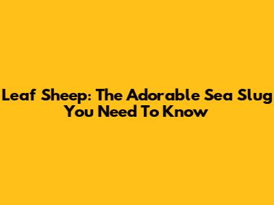 Leaf Sheep: The Adorable Sea Slug You Need To Know