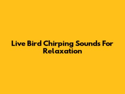 Live Bird Chirping Sounds For Relaxation