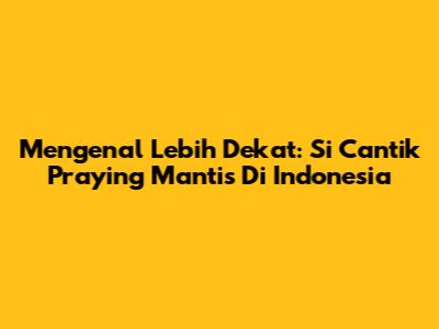 Mengenal Lebih Dekat: Si Cantik Praying Mantis Di Indonesia