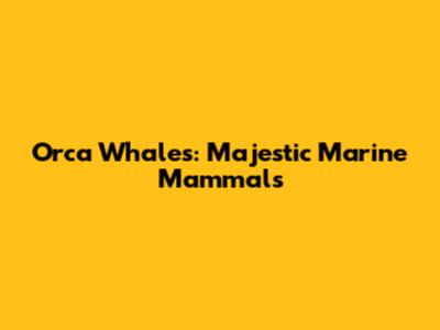 Orca Whales: Majestic Marine Mammals