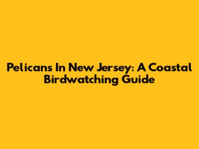 Pelicans In New Jersey: A Coastal Birdwatching Guide