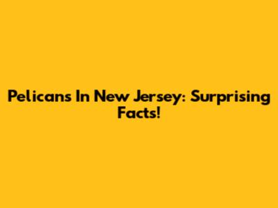 Pelicans In New Jersey: Surprising Facts!