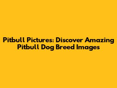 Pitbull Pictures: Discover Amazing Pitbull Dog Breed Images