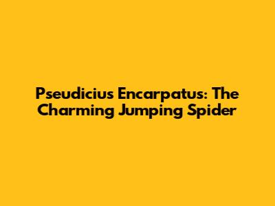Pseudicius Encarpatus: The Charming Jumping Spider