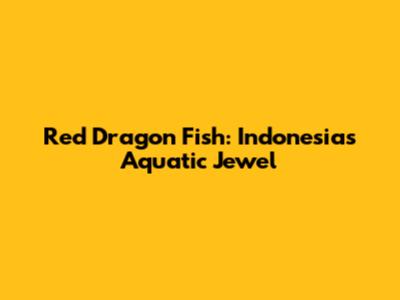 Red Dragon Fish: Indonesia's Aquatic Jewel