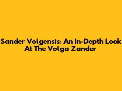Sander Volgensis: An In-Depth Look At The Volga Zander