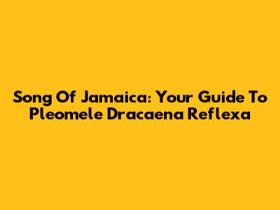 Song Of Jamaica: Your Guide To Pleomele Dracaena Reflexa