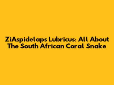 ZiAspidelaps Lubricus: All About The South African Coral Snake